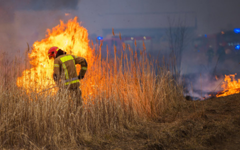 Incendio al Parco Torelli, indagini sui responsabili